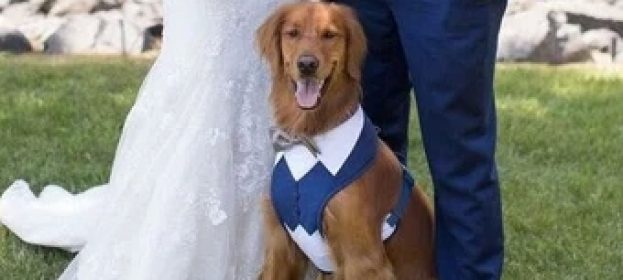 Dog wedding Outfit Ideas to Capture Lasting Memories at Dog weddings